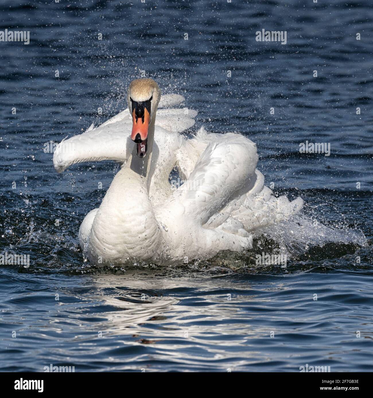 Mute Swan bagno e preening in acque cristalline, Norwich, Norfolk, East Anglia, UK Foto Stock