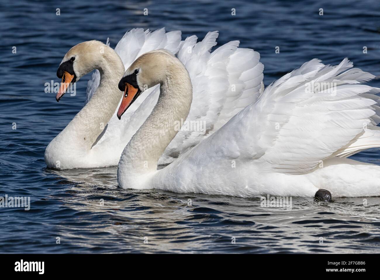 Mute Swans con ruffle di piume, scivolando lungo il fiume, Norwich, Norfolk, UK Foto Stock