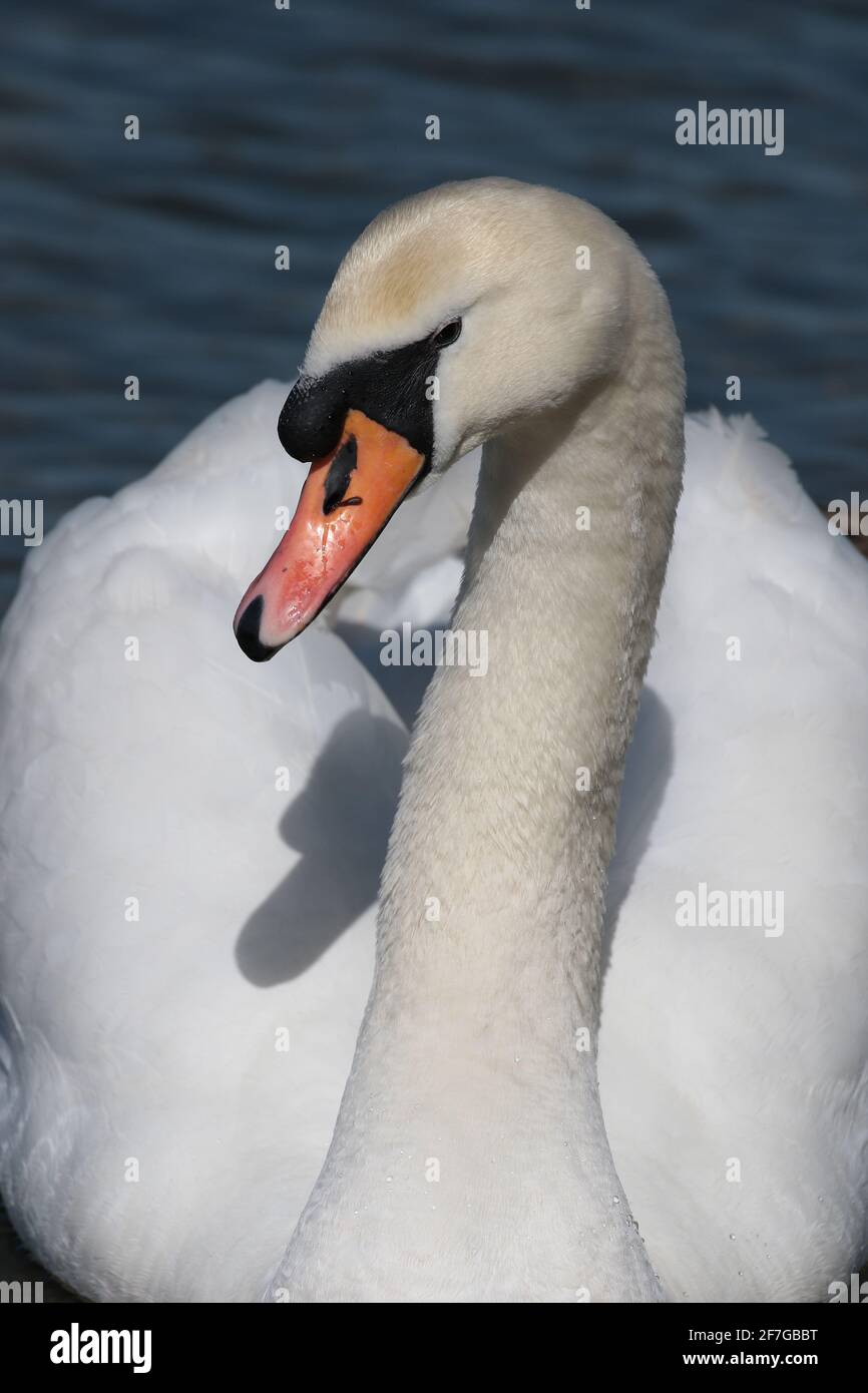 Mute Swan che scivola verso la fotocamera, primo piano. Foto Stock