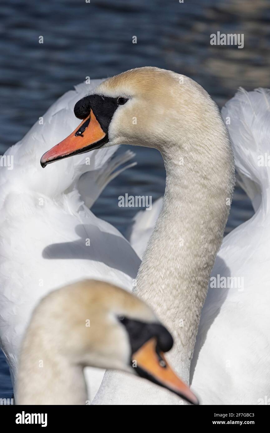 Mute Swan che scivola verso la fotocamera, primo piano. Foto Stock