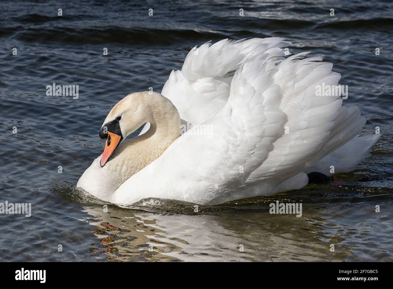 Mute Swans con ruffle di piume, scivolando lungo il fiume, Norfolk Foto Stock