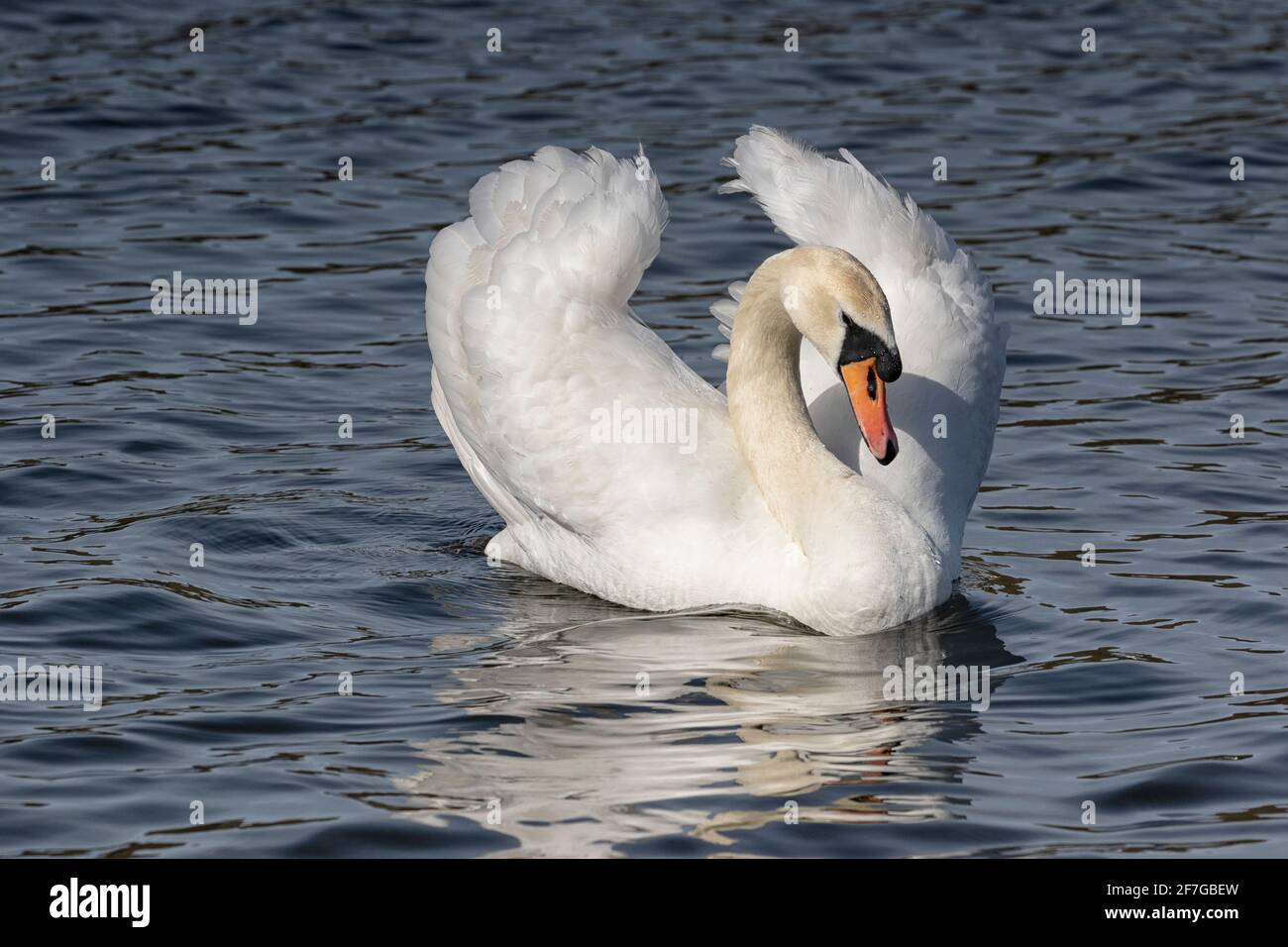 Mute Swans con ruffle di piume, scivolando lungo il fiume, Norfolk Foto Stock