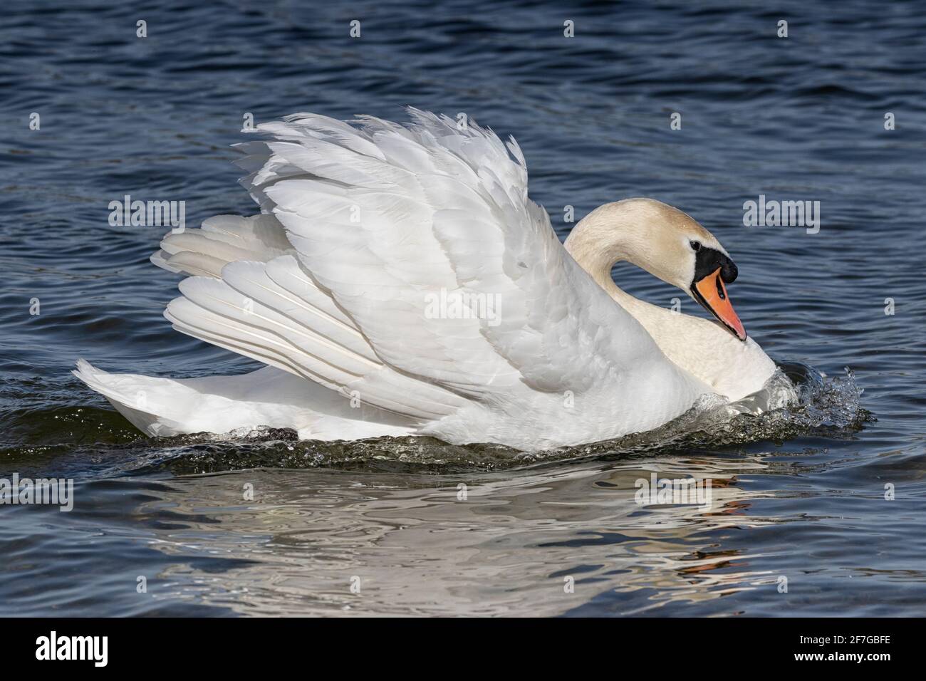 Mute Swans con ruffle di piume, scivolando lungo il fiume, Norfolk Foto Stock