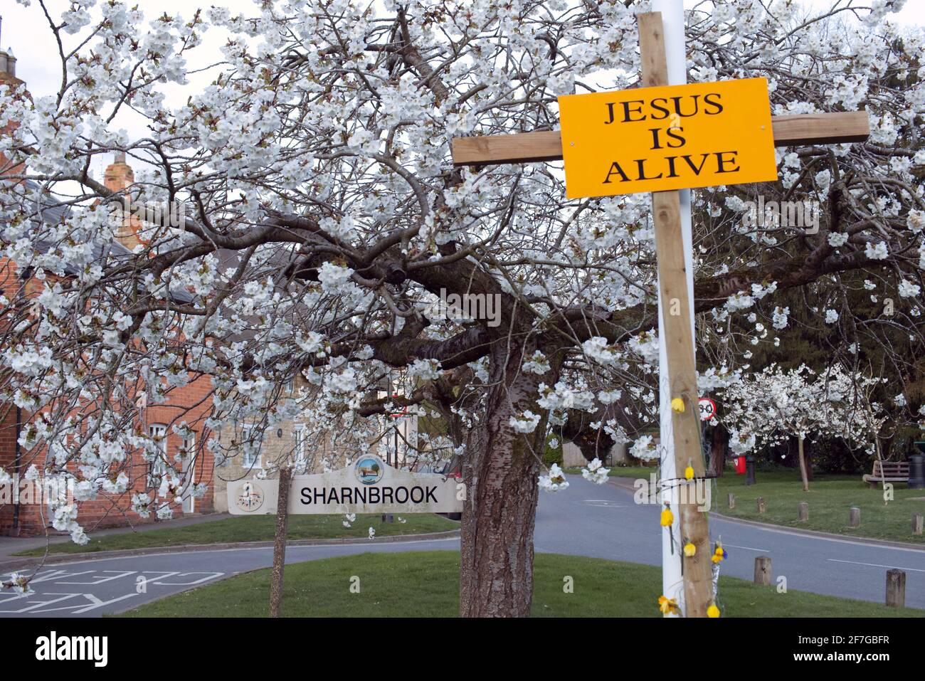 Sharnbrook, Bedfordshire, Inghilterra, Regno Unito - Village Green in primavera con la fioritura dei ciliegi e Gesù è croce Alive posto dalla chiesa evangelica Foto Stock