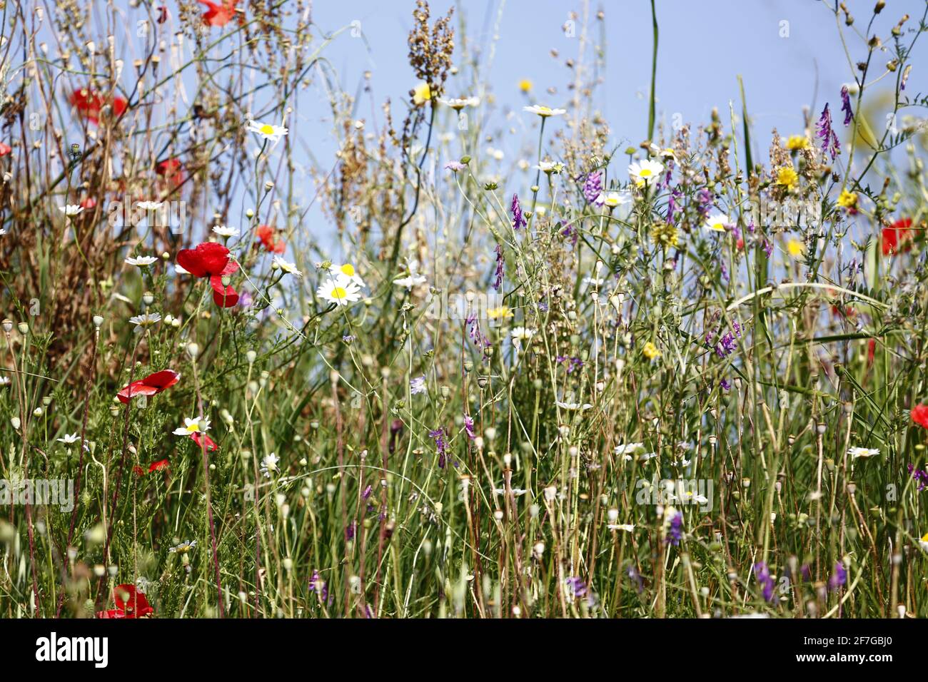 Fiori selvatici che crescono su un bordo di cava vicino a Mostar, Erzegovina. Foto Stock
