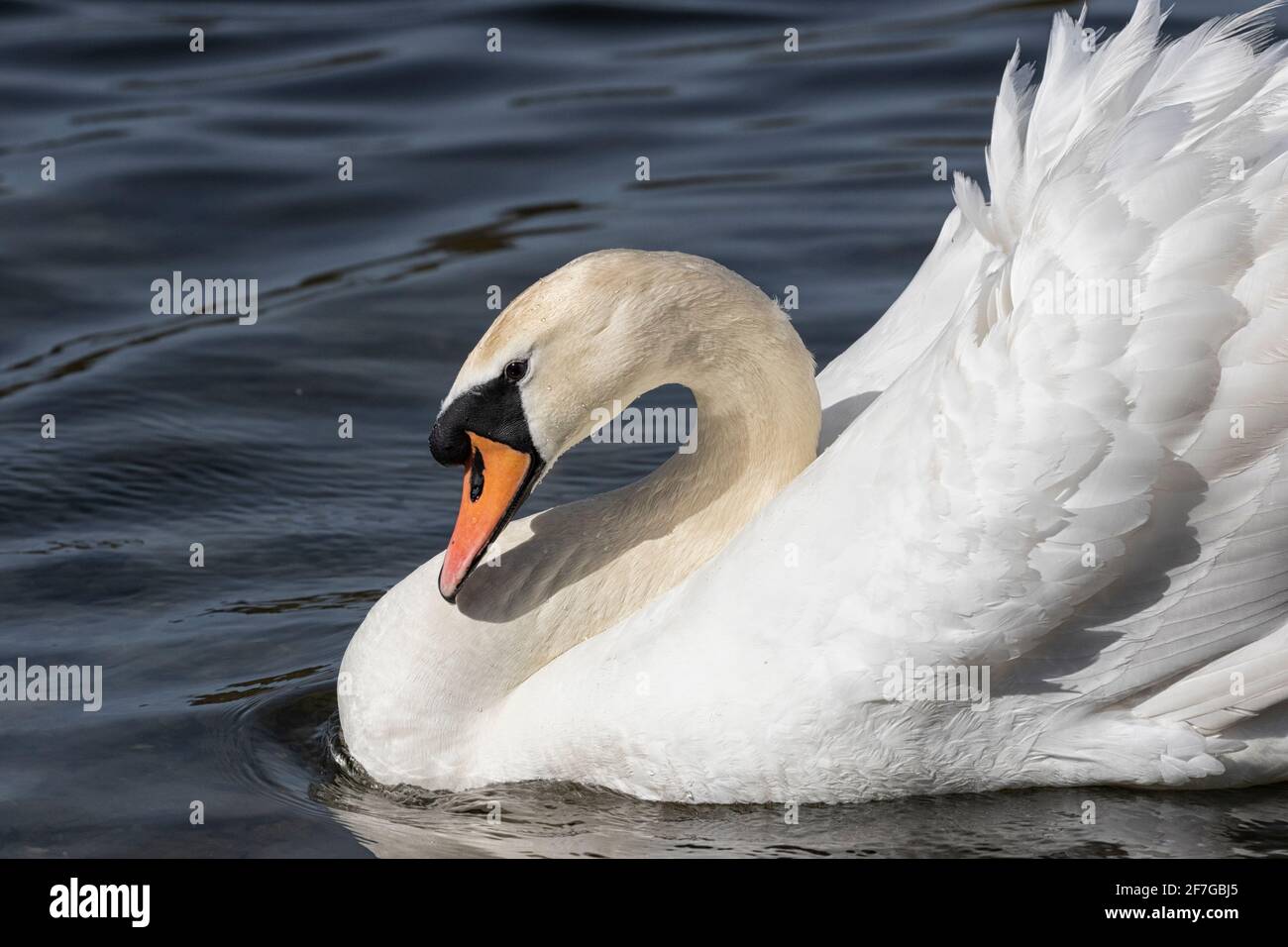 Mute Swan che scivola attraverso l'acqua con piume rialzate e con volant, primo piano. Foto Stock