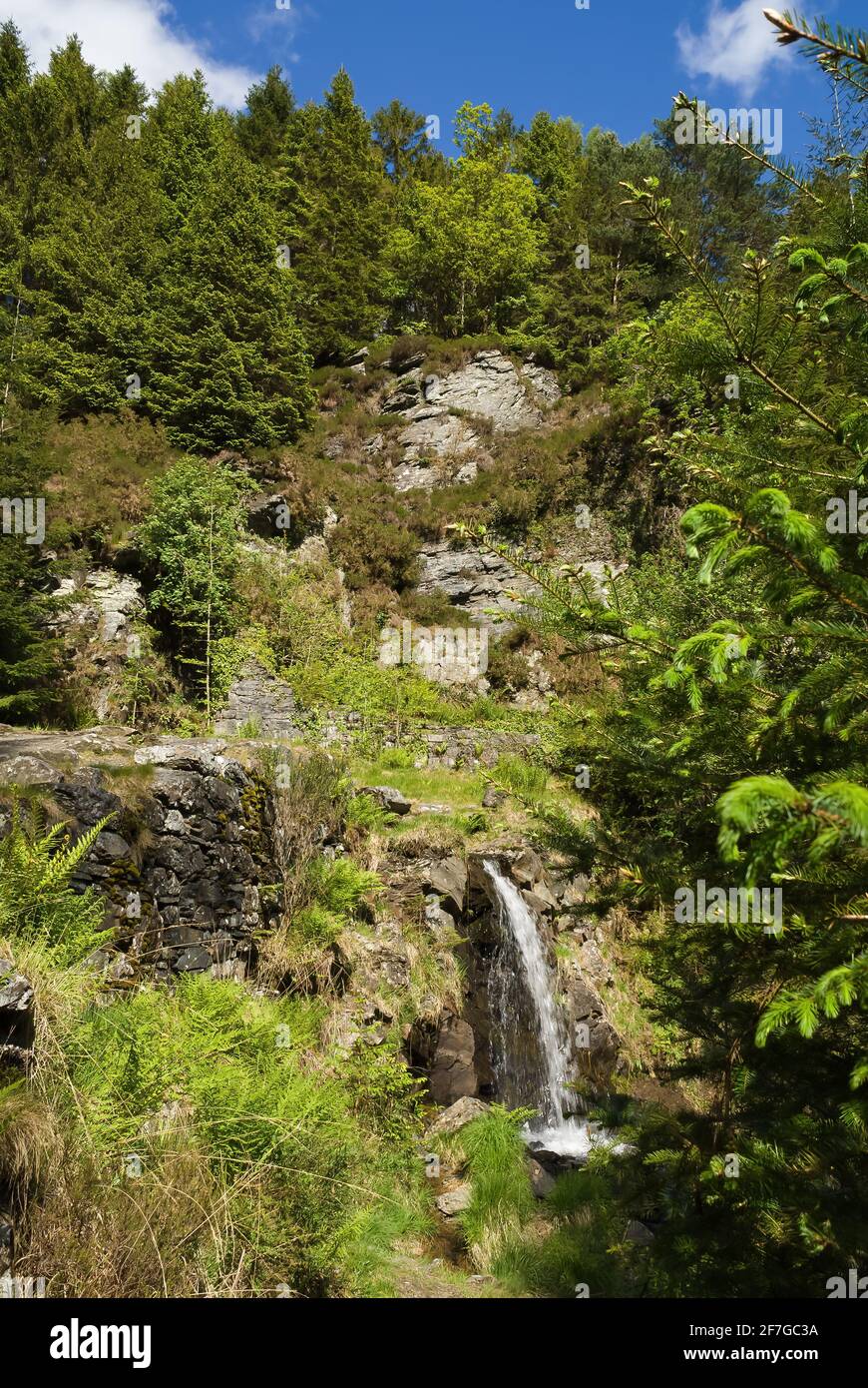 Cascata e sentiero forestale nella foresta di Gwydyr sopra Betws y Coed nel Galles del Nord Foto Stock