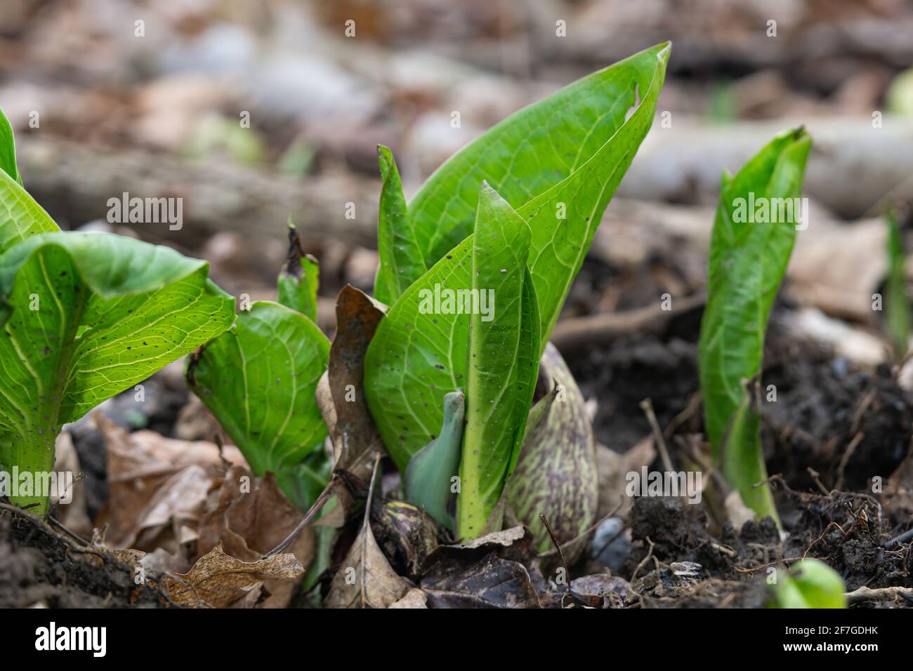 Eastern Skunk Cabbage emergente a Springtime Foto Stock