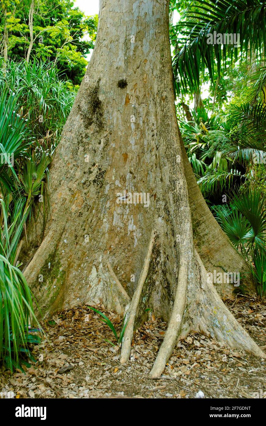 Albero di Banyan nome latino Ficus benghalensis Foto Stock