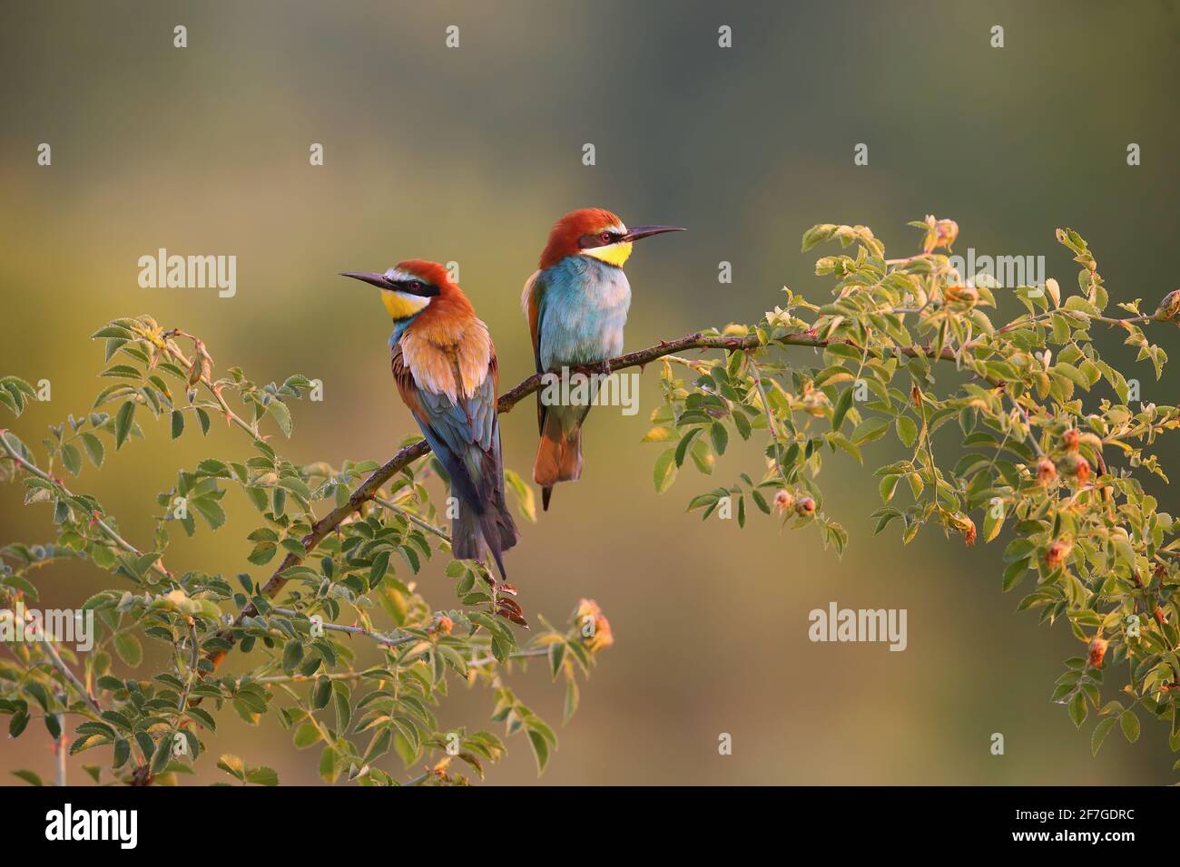 Due api europee seduti sul ramoscello in estate mattina Foto Stock