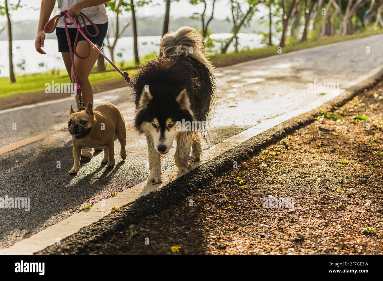 Donna che cammina nel parco con Husky siberiano e cane da pug. Foto Stock