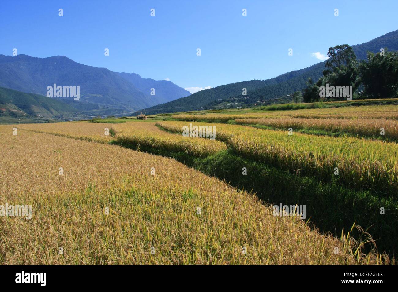 Risaie terrazze campi verde e giallo lussureggiante, raccolto maturo, riso su collina, pendio, montagna, villaggio di montagna, coltivatori, coltivatori di riso in Asia, panor di bellezza Foto Stock