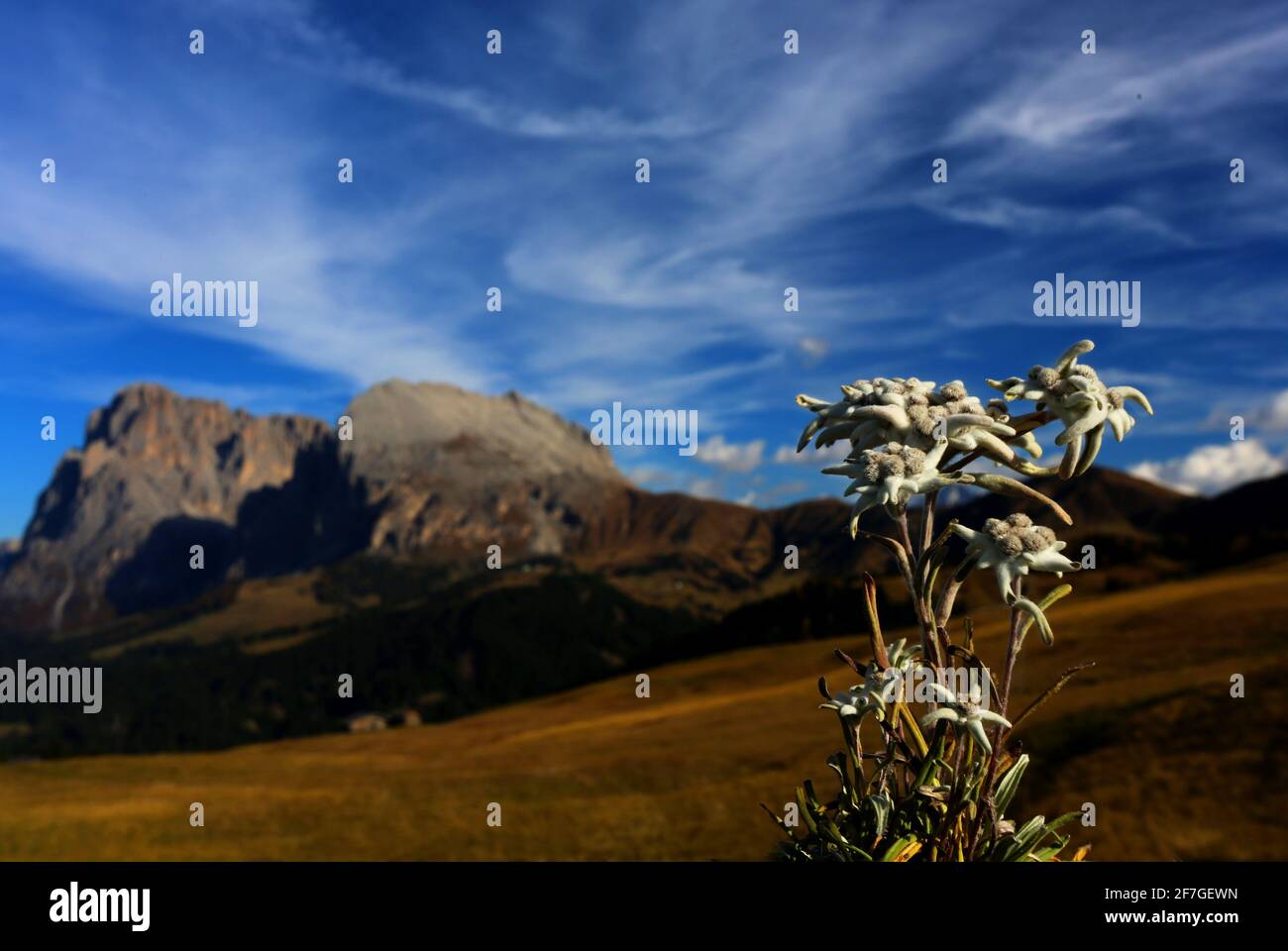 Am Langkofel steht ein Edelweiss auf einer Almwiese der sommerlichen Seiser Alm in den Dolomiten, Südtirol, Italien Foto Stock