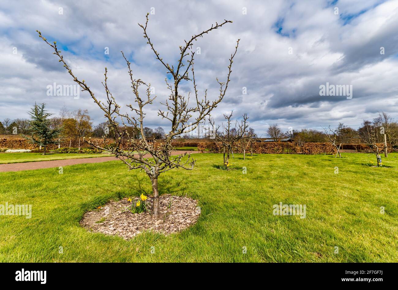 East Lothian, Scozia, Regno Unito, 7 aprile 2021. Regno Unito tempo: Sole in Lothian orientale: Dopo una mattina molto fredda di primavera, il sole è uscito e ha riscaldato le cose in su al giardino murato di Amisfield. Nella foto: La varietà Scotch Dumpling degli alberi di mela, stanno cominciando a fiorire. Foto Stock