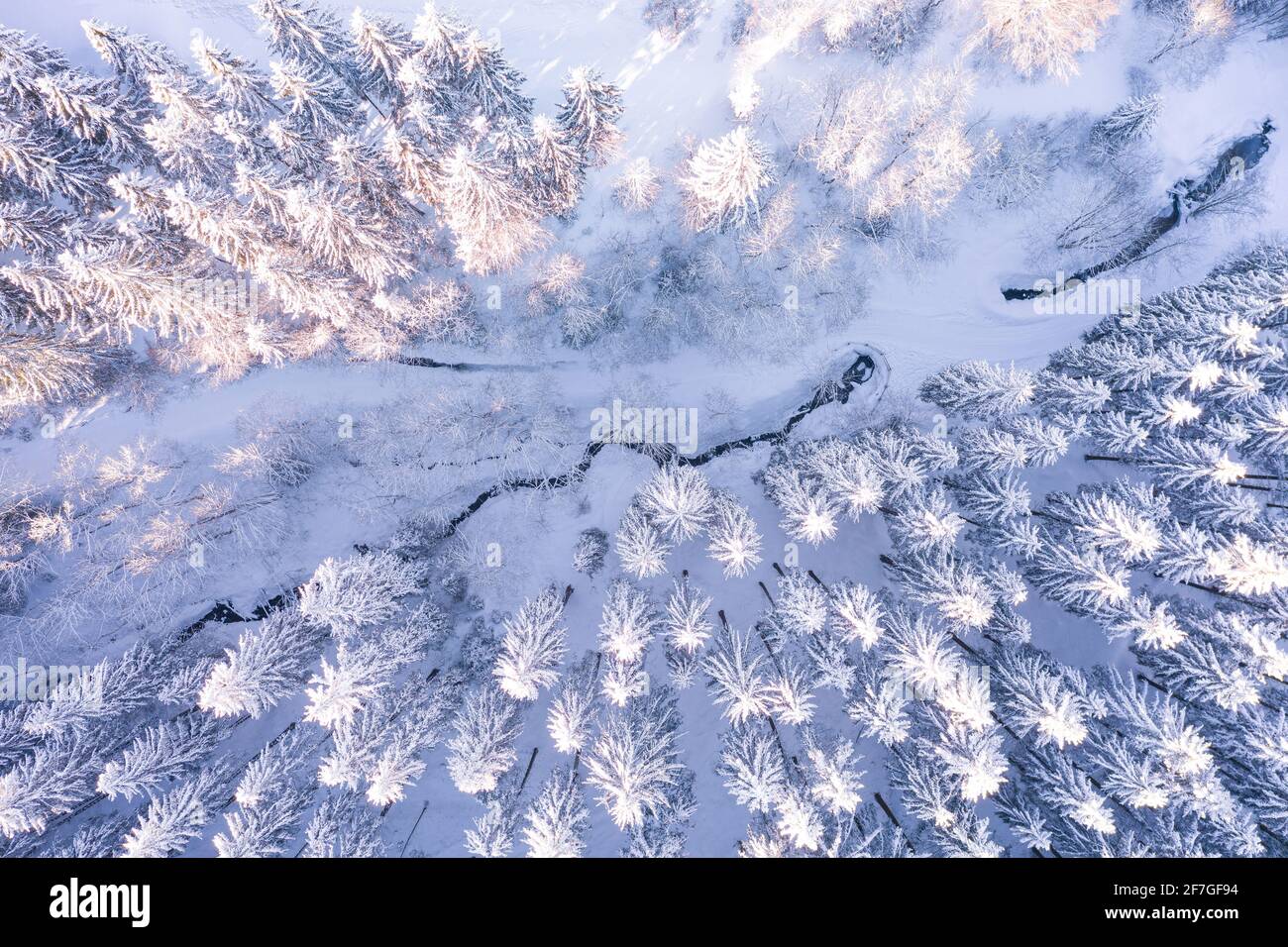 La vista aerea mostra la foresta coperta di neve. Abeti dall'alto. I toni pastello chiari sono visibili attraverso il sole. Foto Stock