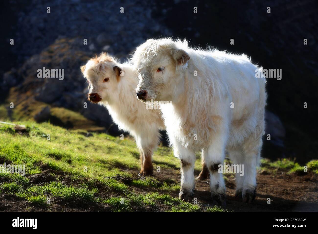 Galloway Hochlandrinder a der Morgensonne auf einer Weide am Langkofel oder Sassolungo a der Bergwelt der Dolomiten in Südtirol Italien Foto Stock