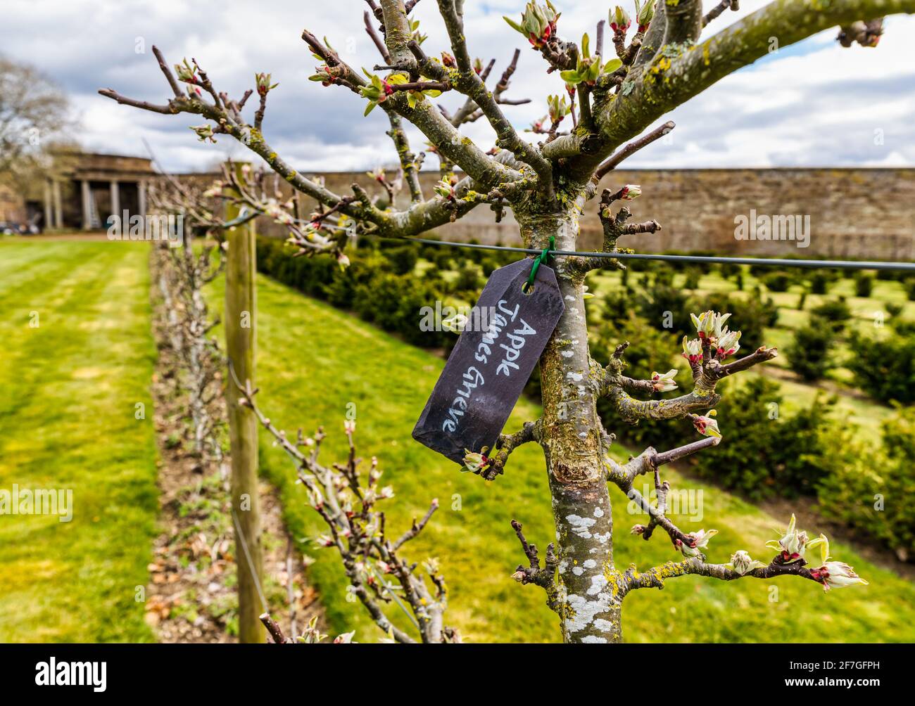 East Lothian, Scozia, Regno Unito, 7 aprile 2021. Regno Unito tempo: Sole in Lothian orientale: Dopo una mattina molto fredda di primavera, il sole è uscito e ha riscaldato le cose in su al giardino murato di Amisfield. Nella foto: Gli alberi di mela nel frutteto sono in erba. Una varietà James Grieve di mela Foto Stock