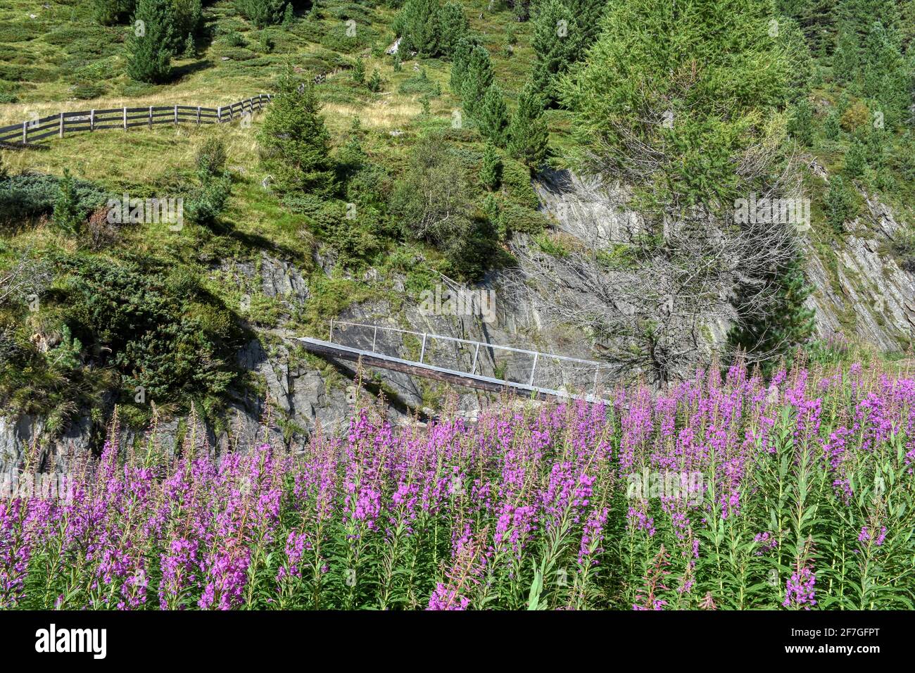 schmalblättriges Weidenröschen, Weidenröschen, Nachtkerzengewächs, Blüte, Blüten, Blütenmeer, Chamaenerion angustifolium, Heilkraut, Küchenkraut, Heil Foto Stock