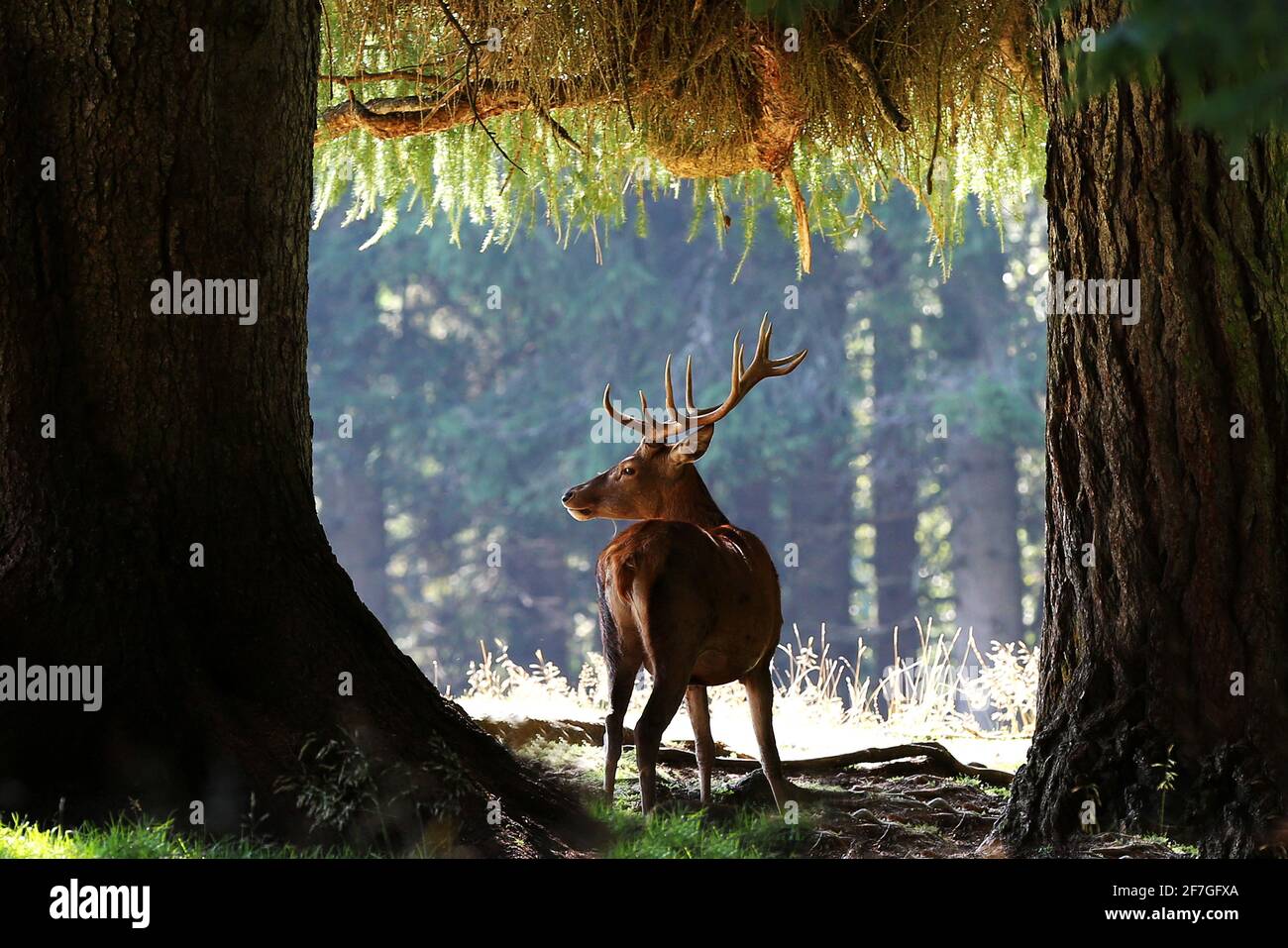 Hirsch mit Geweih zwischen Bäumen in Südtirol in den Dolomiten In Italien Foto Stock