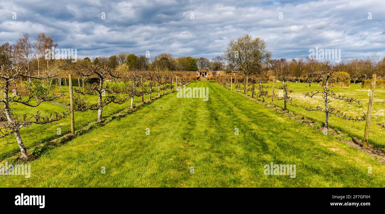 East Lothian, Scozia, Regno Unito, 7 aprile 2021. Regno Unito tempo: Sole in Lothian orientale: Dopo una mattina molto fredda di primavera il sole è venuto fuori e ha riscaldato le cose in su al giardino murato di Amisfield. Nella foto: Alberi di mela addestrati fiancheggiano uno dei viali erbosi Foto Stock