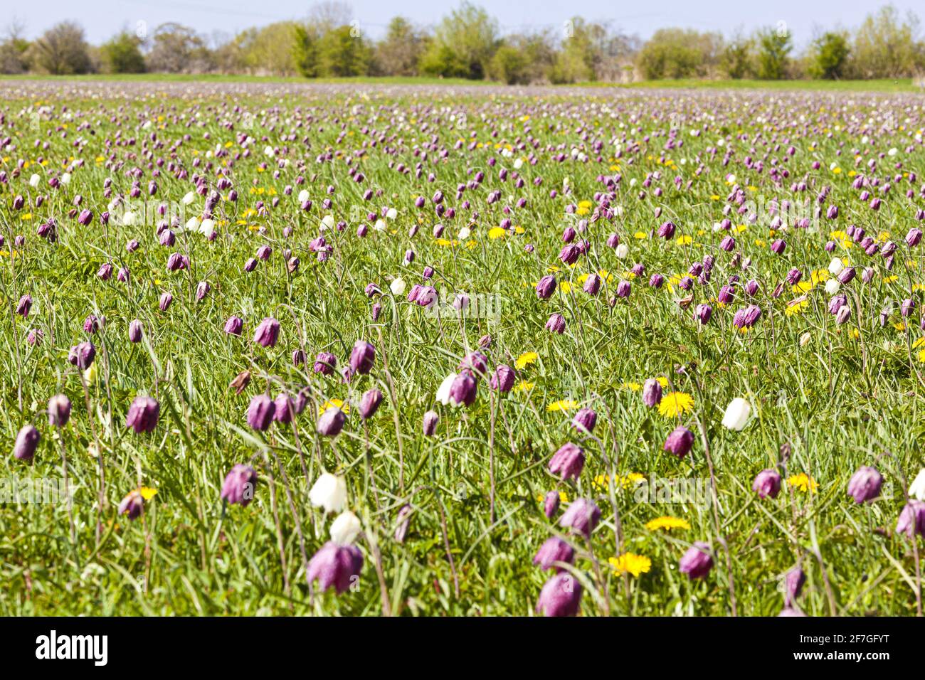 Serpenti testa Fritillaries (Fritillaria meleagris) sulla riserva naturale North Meadow SSSI accanto al fiume Thames infant a Cricklade, Wiltshire UK. Foto Stock