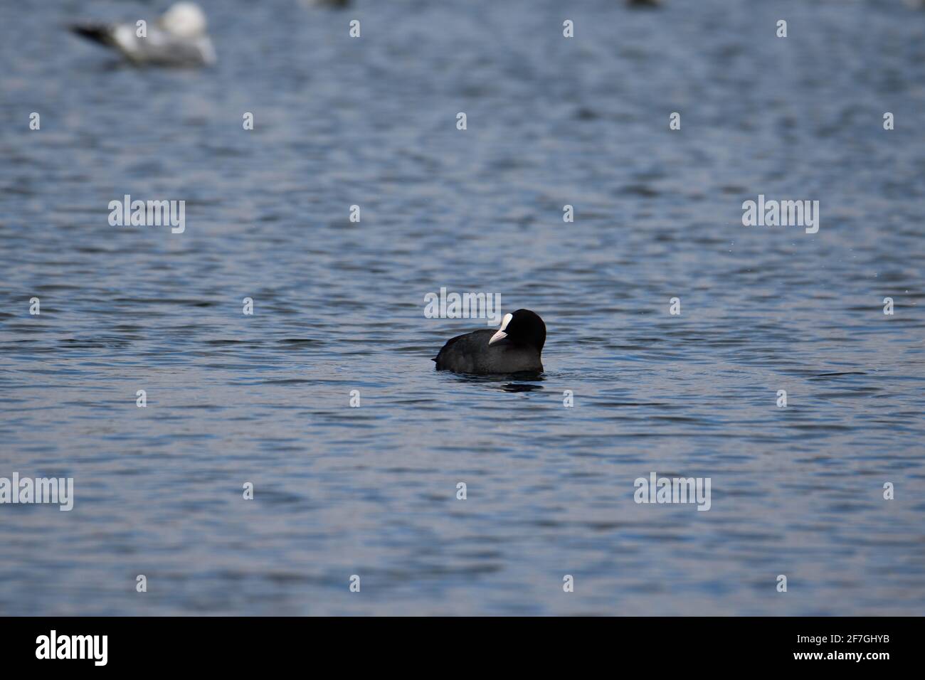 Un bellissimo uccello solitario che nuota intorno su un lago freddo a Oss, Paesi Bassi Foto Stock