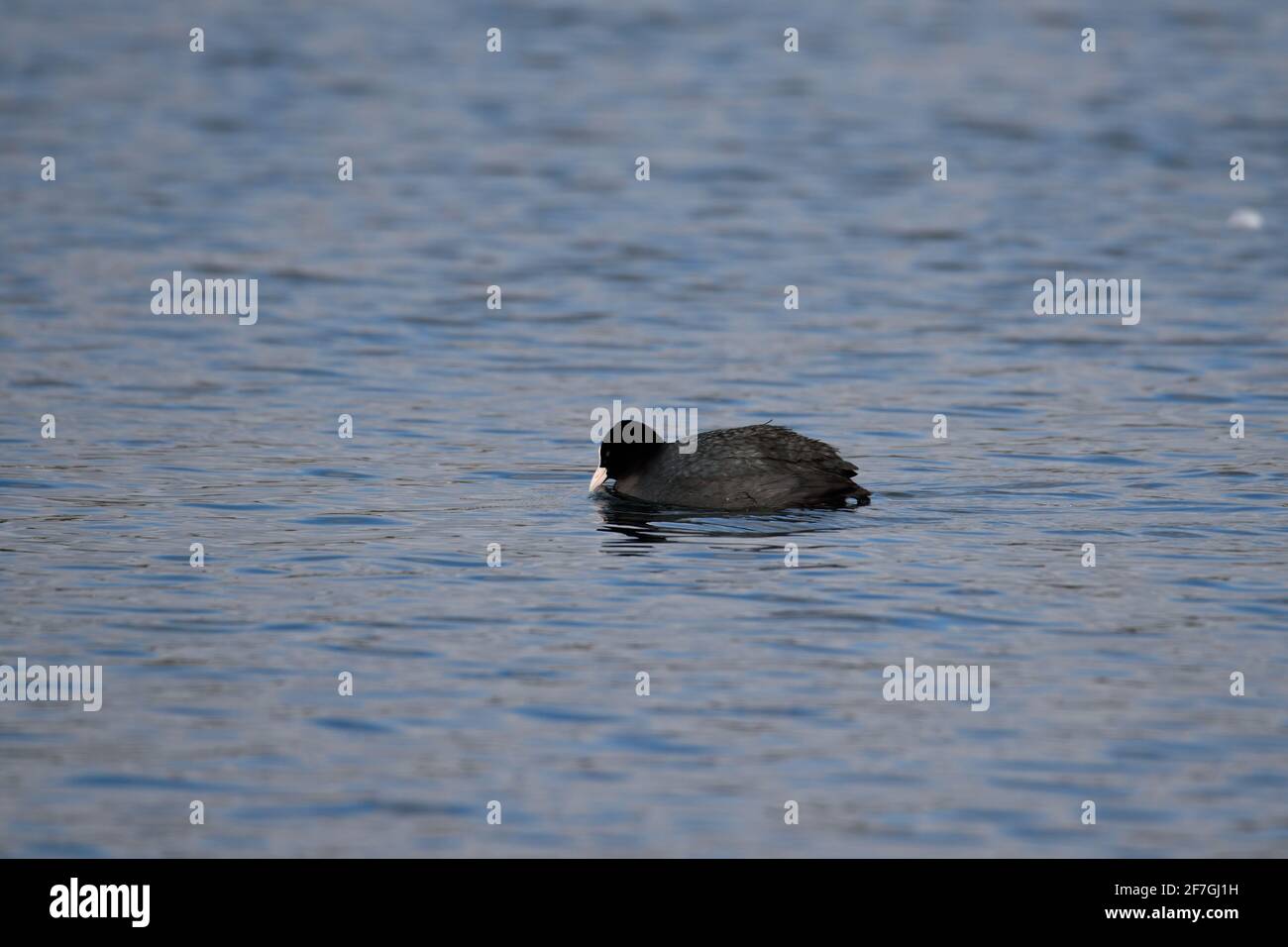 Primo piano di un uccello bianco e nero che galleggia su un lago di Oss, Paesi Bassi Foto Stock