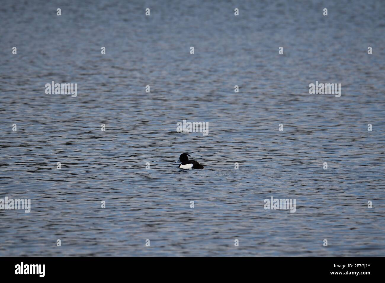Una bella anatra tufted che galleggia dolcemente sull'acqua di un lago a Oss, Paesi Bassi Foto Stock