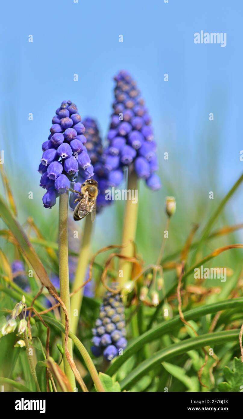 Muscari botryoides - giacinto d'uva Foto Stock