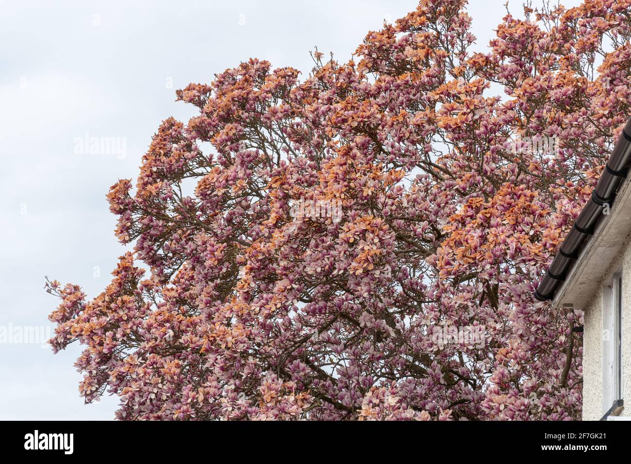 Il gelo ha danneggiato la fioritura dell'albero di magnolia in aprile, Regno Unito Foto Stock