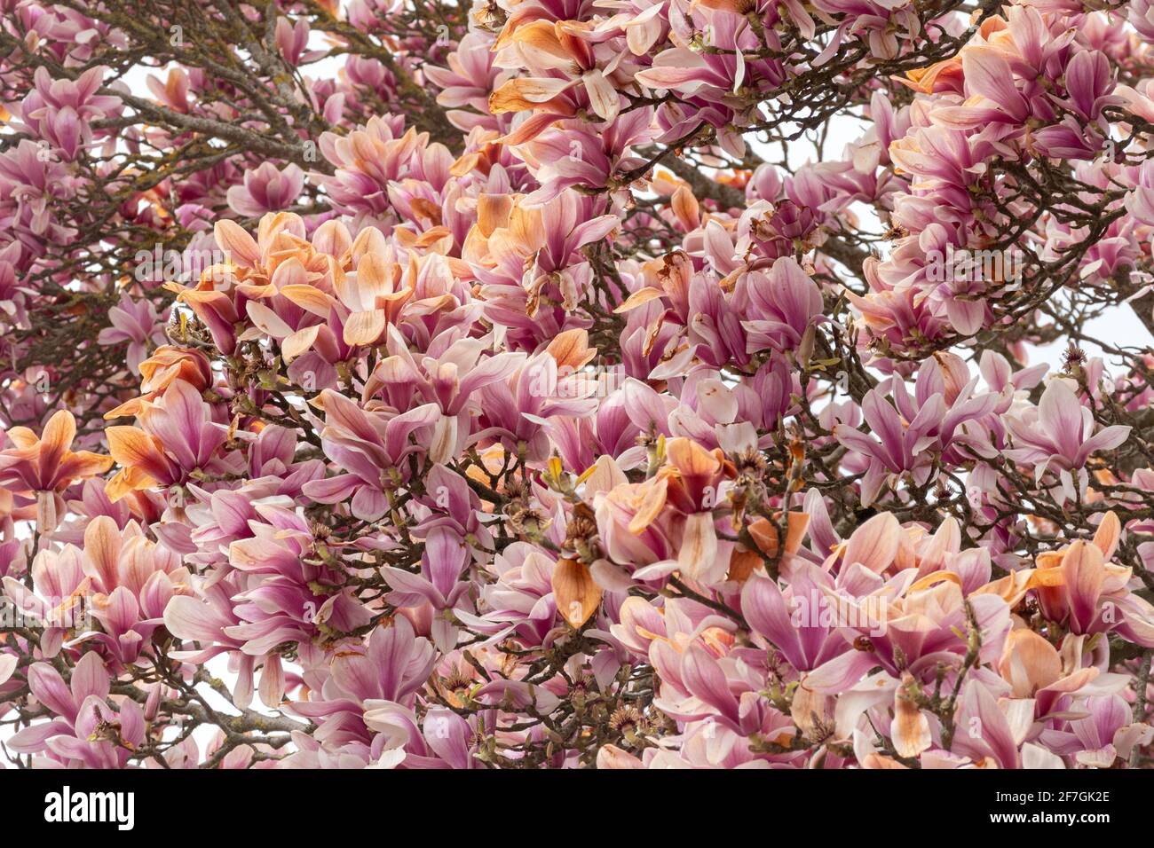 Il gelo ha danneggiato la fioritura dell'albero di magnolia in aprile, Regno Unito Foto Stock
