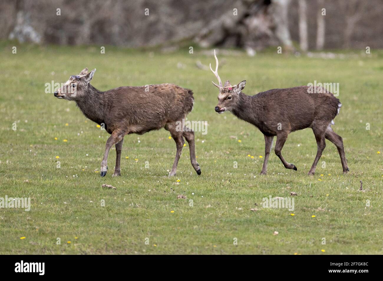 Maschio adulto, antler recentemente perso, con mandria di does, cervo Sika, Cervus nippon, aka cervi macchiati o giapponesi, RSPB Arne Riserva Naturale, Dorset, Regno Unito Foto Stock