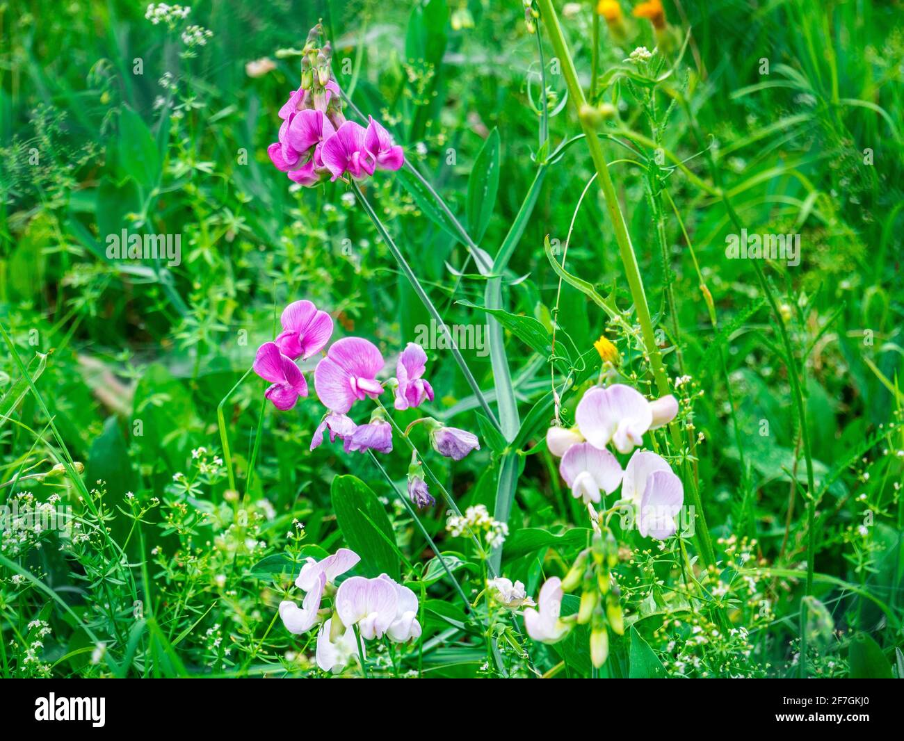 Pisello dolce viola-rosa-bianco in fiore (Lathyrus tuberosus) In erba alta - fuoco selettivo Foto Stock