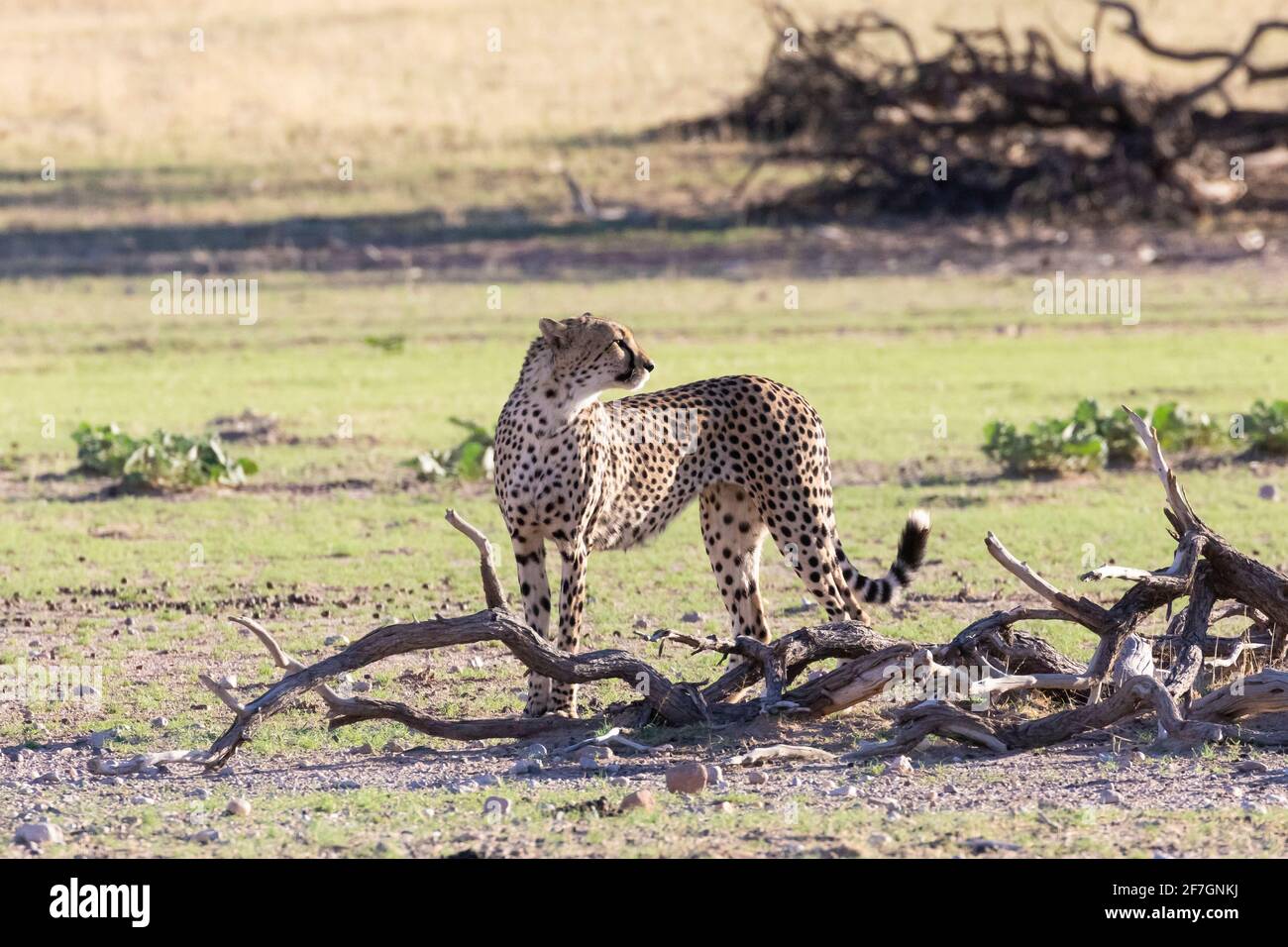 Cheetah (Achinonyx jubatus) maschio che tiene un orologio per i suoi fratelli all'alba a Kalahari, Capo del Nord, Sud Africa. Classificato come vulnerabile Foto Stock