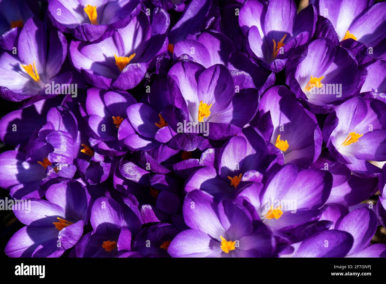 Nuova crescita primaverile: Closeup di crocus viola in giardino residenziale Foto Stock