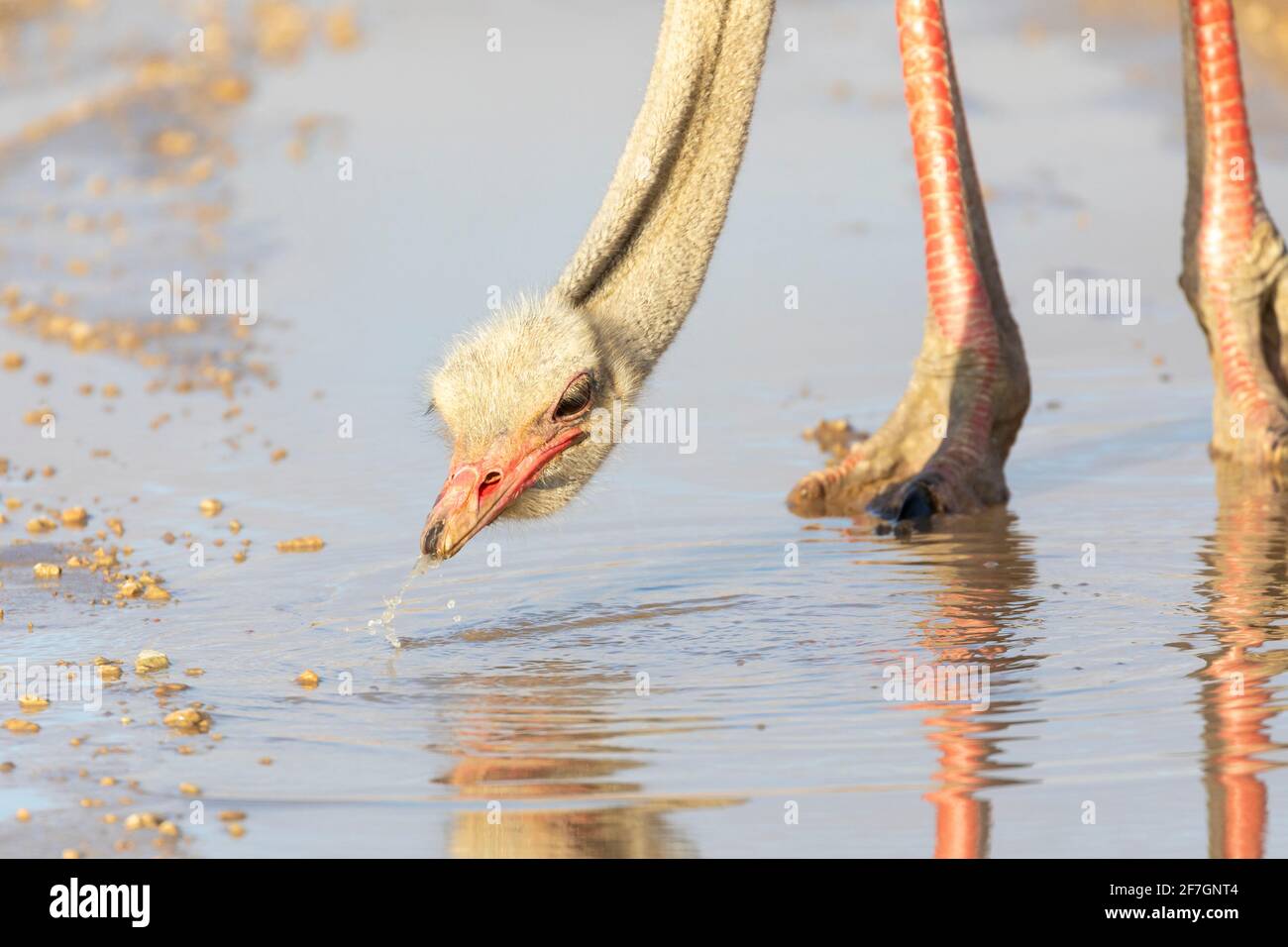 Struzzo comune (Struthio camelus) allevamento di maschi che bevono in puddle su strada, Capo del Nord, Sudafrica Foto Stock