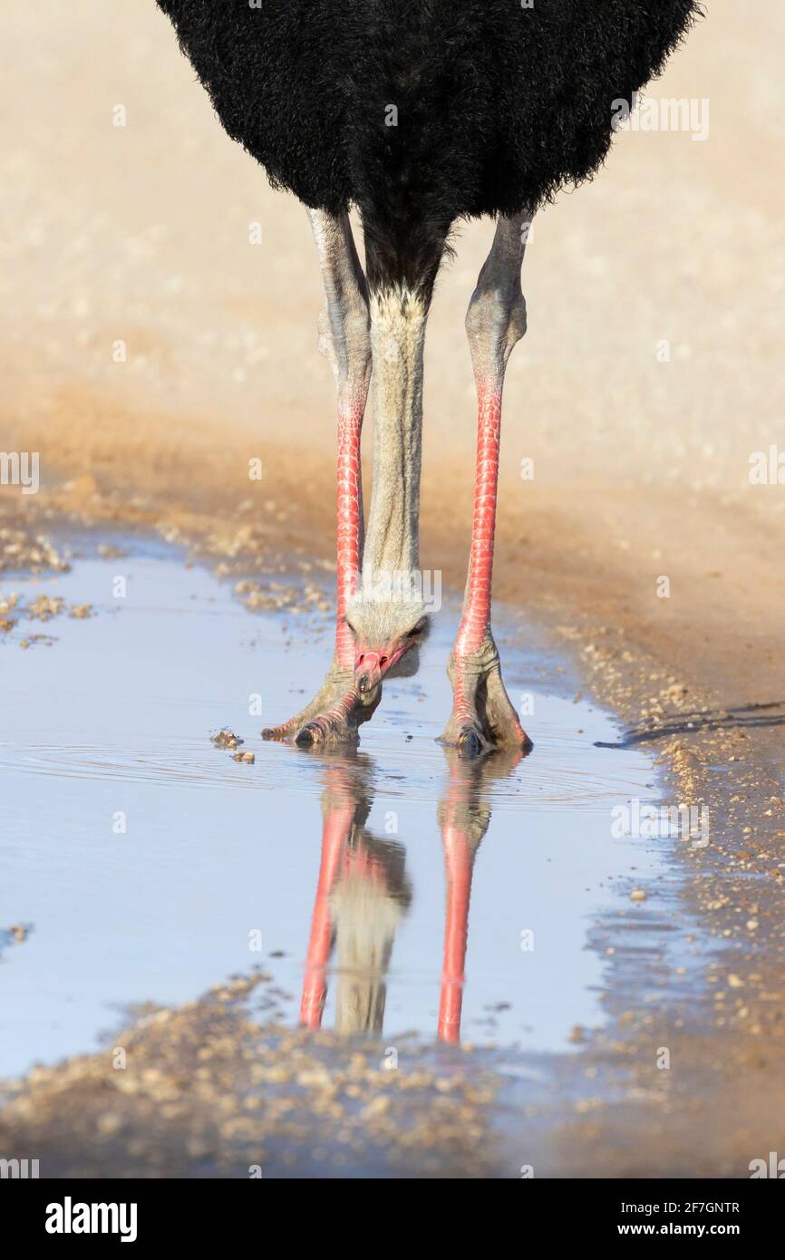Struzzo comune (Struthio camelus) allevamento di maschi che bevono in pozzanghere piovane in strada, Kalahari, Capo del Nord, Sudafrica Foto Stock