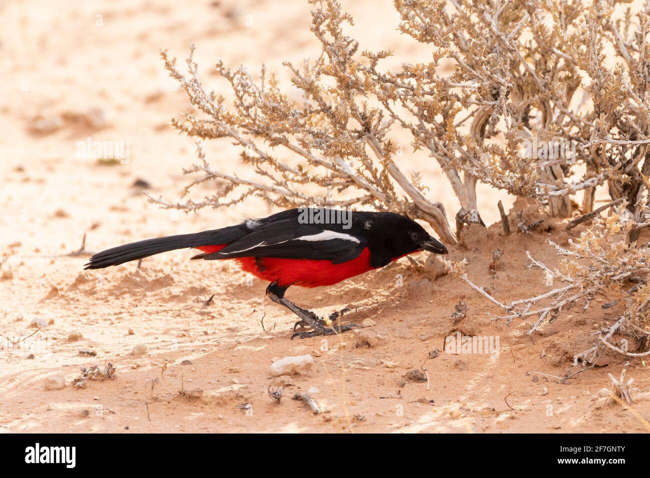 Shrike (Laniarius atrococcineus) preparato da Crimson, conosciuto anche come Gonolek o Boubou, allevato da Crimson, che invade a Kalahari, Capo Nord, RSA Foto Stock