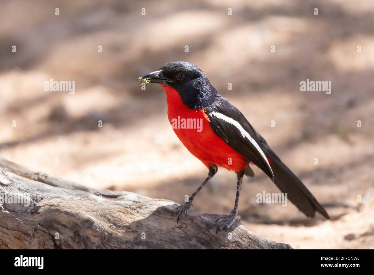 Crimson-Breasted Shrike (Laniarius atroccineus) aka Crimson-Breasted Gonolek o Crimson-Breasted Boubou con preda di insetti Capo Nord, Sudafrica Foto Stock