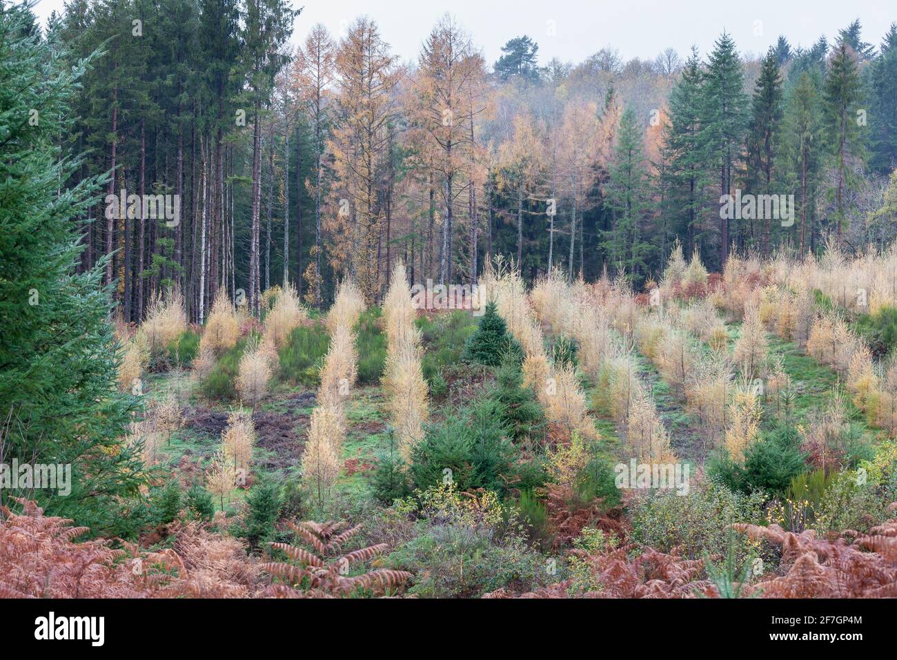 Rimboschimento delle piantagioni di conifere per l'energia rinnovabile a Creuse, Nouvelle-Aquitaine, Francia in una giornata invernale mistosa che mostra nuove segature in un envi Foto Stock