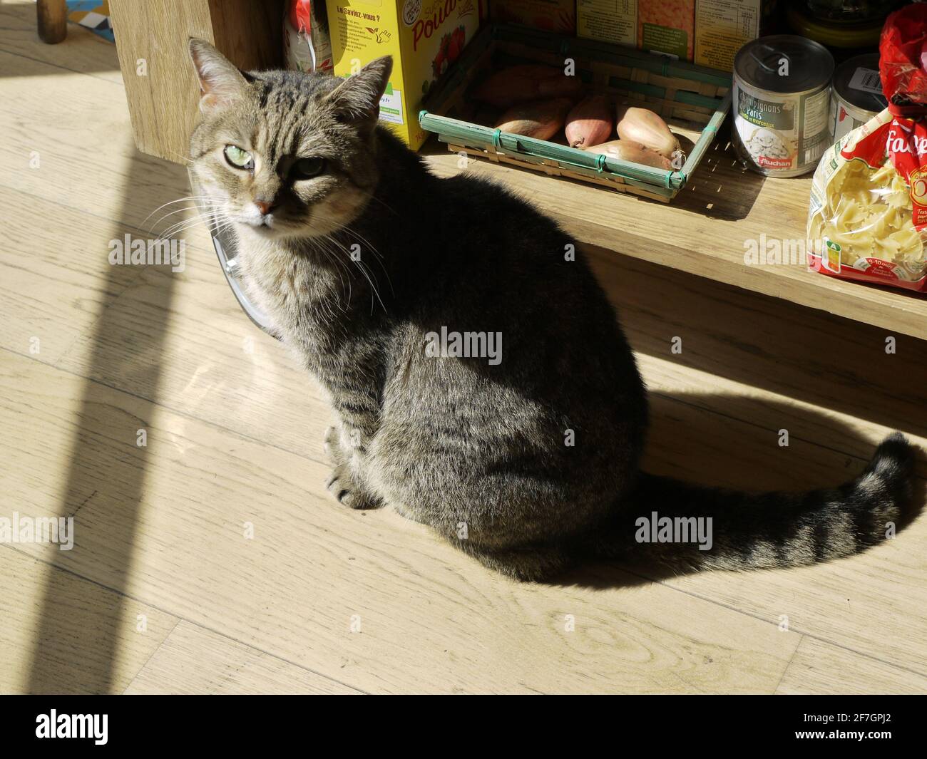 Un gatto in sun Foto Stock