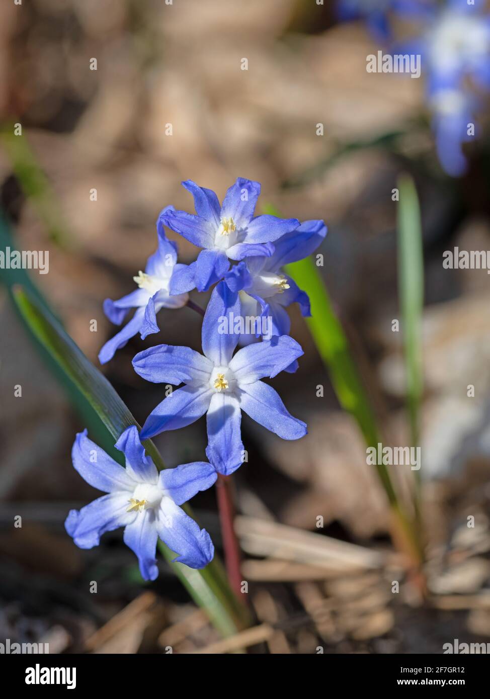 Giacinti di stelle in fiore, Chionodoxa, in primavera Foto Stock