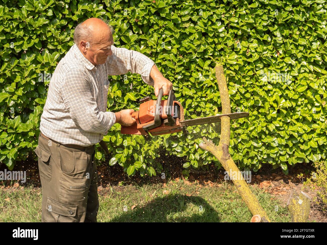 Uomo anziano che taglia albero con motosega in giardino. Foto Stock