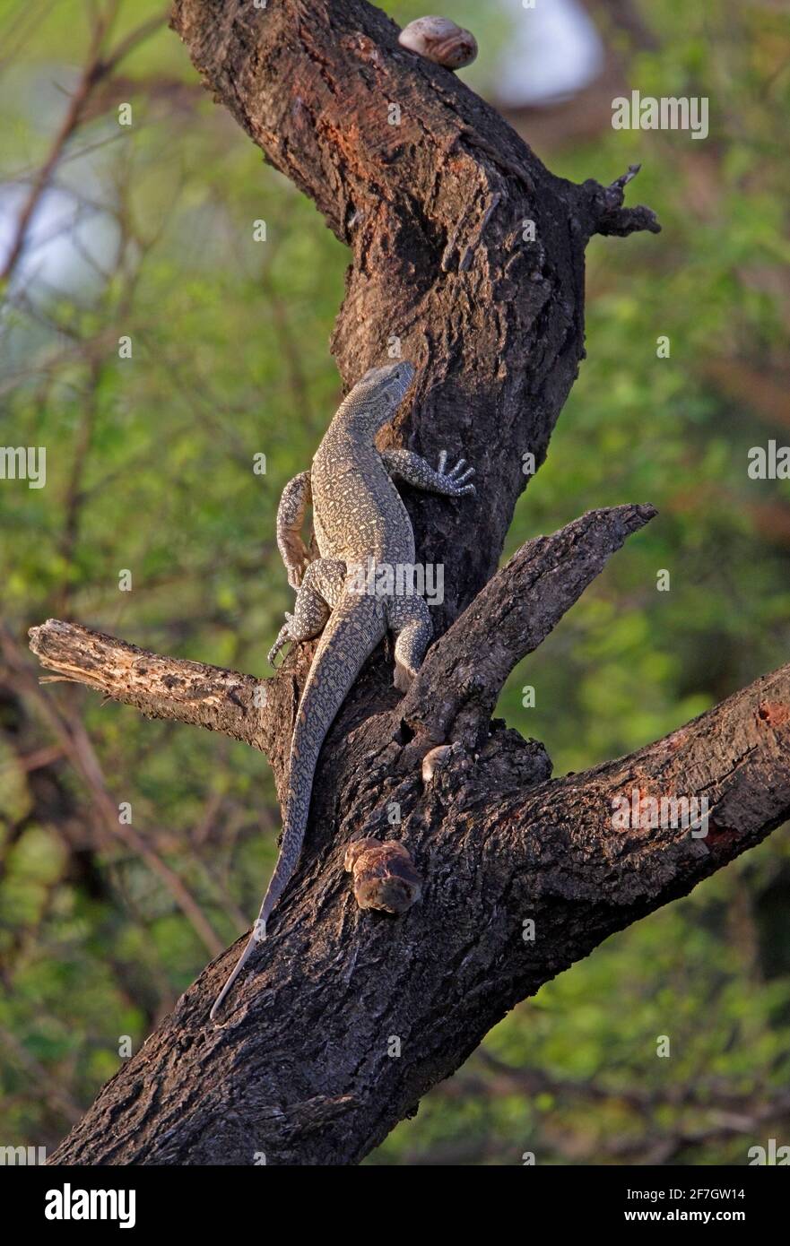 Monitor del Nilo (Varanus niloticus) albero di arrampicata adulto Awash NP, Etiopia Aprile Foto Stock