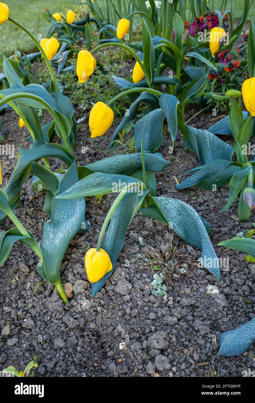 Giallo dorato a metà stagione tulipano fiorito 'Golden Apeldoorn' in fiore in un giardino in Surrey, Inghilterra sud-orientale si chinò dopo il gelo tardivo in primavera Foto Stock