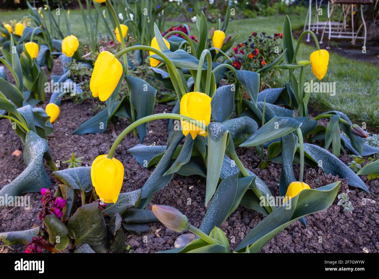 Giallo dorato a metà stagione tulipano fiorito 'Golden Apeldoorn' in fiore in un giardino in Surrey, Inghilterra sud-orientale si chinò dopo il gelo tardivo in primavera Foto Stock