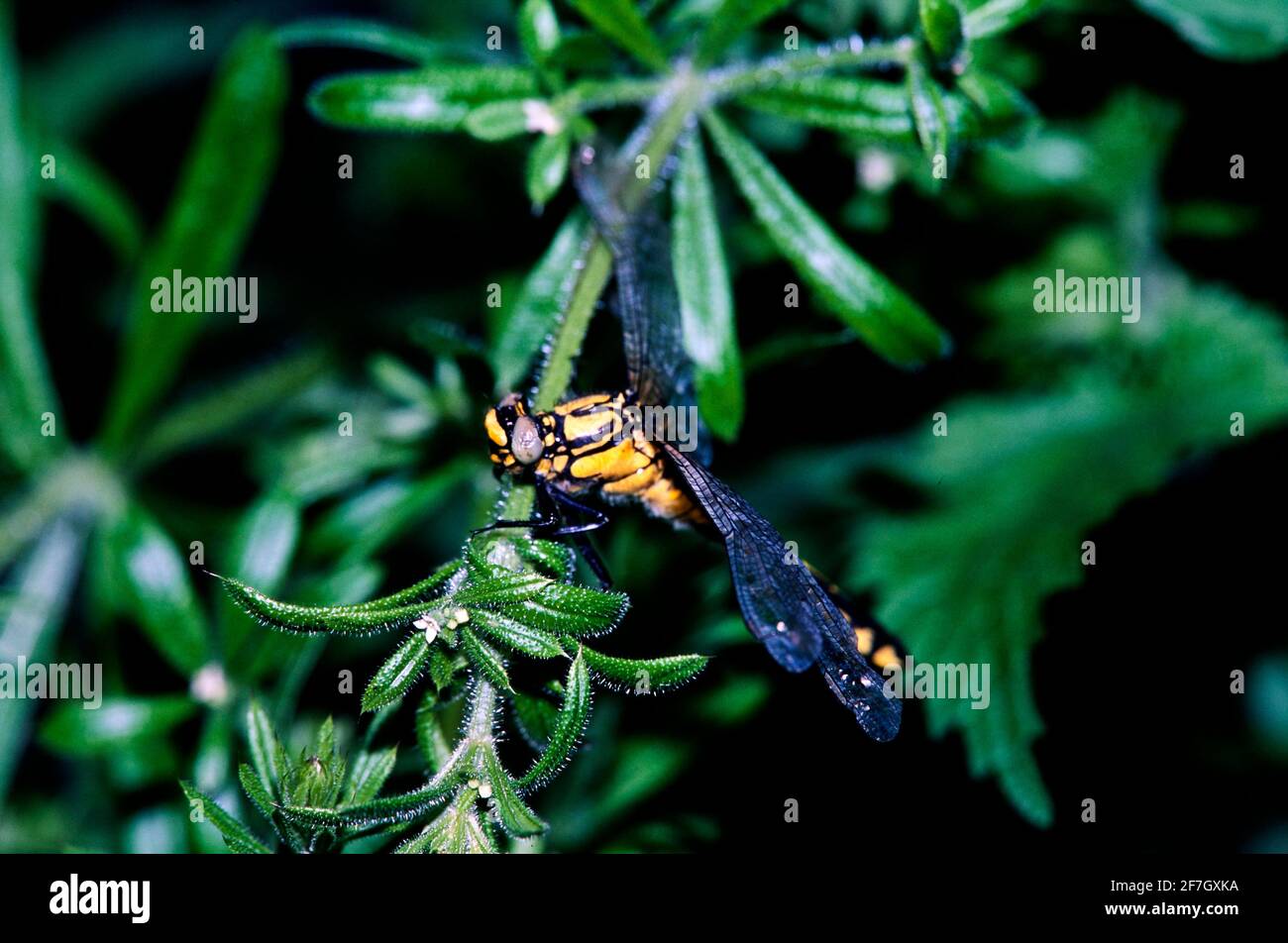 Dragonfly, Dasselfly parte II, nell'ambiente naturale di Hertfordshire Middlesex UK Foto Stock