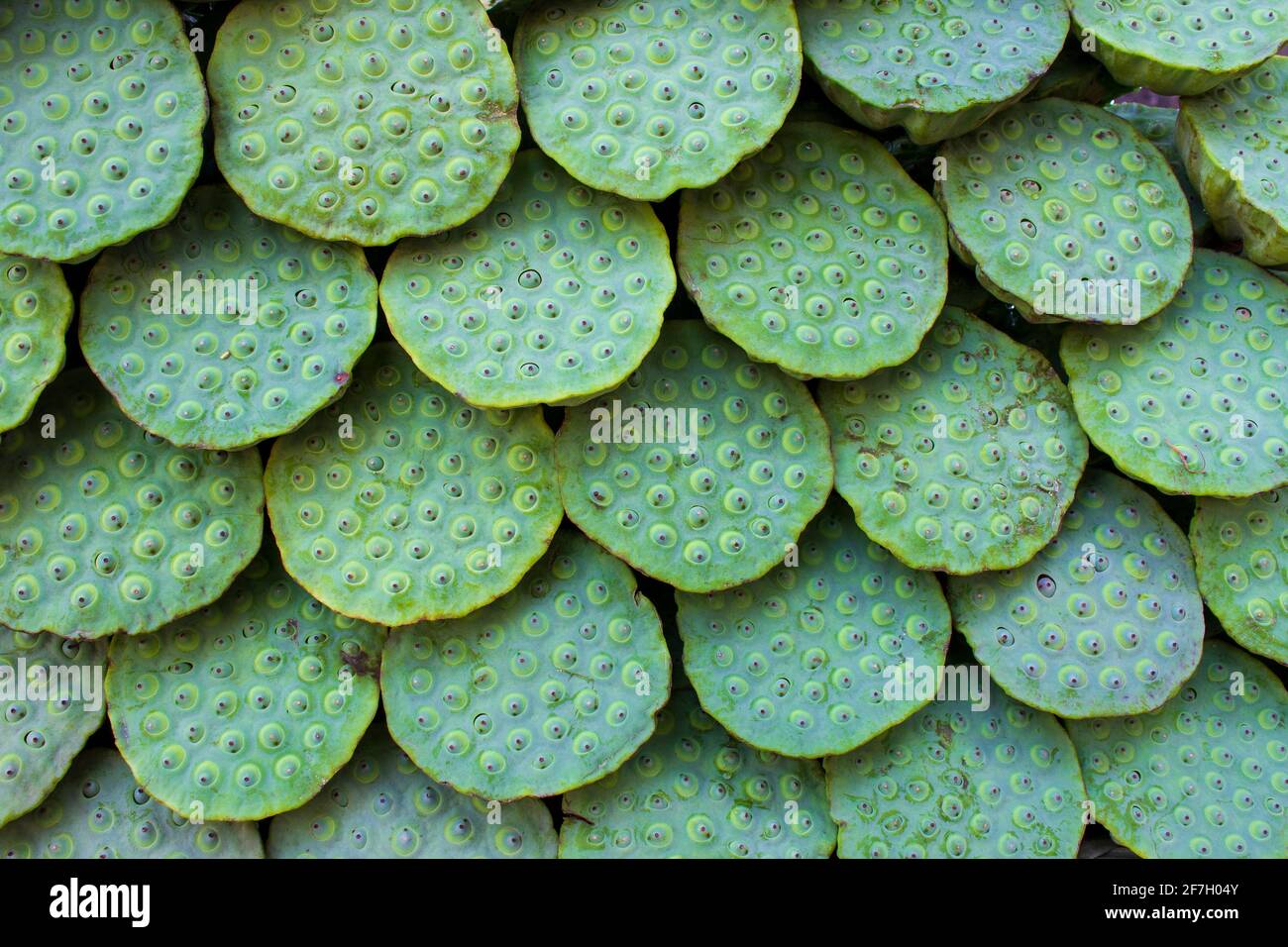 Un seme di loto o noce di loto è il seme di piante del genere Nelumbo, in particolare la specie Nelumbo nucifera. I semi sono utilizzati nella cucina asiatica A. Foto Stock