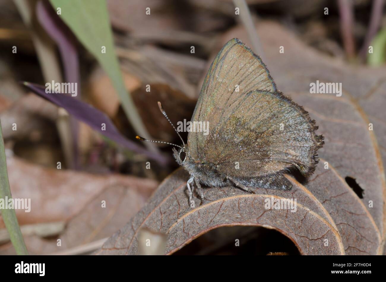Foliatile smerigliato, Callophrys IRU Foto Stock