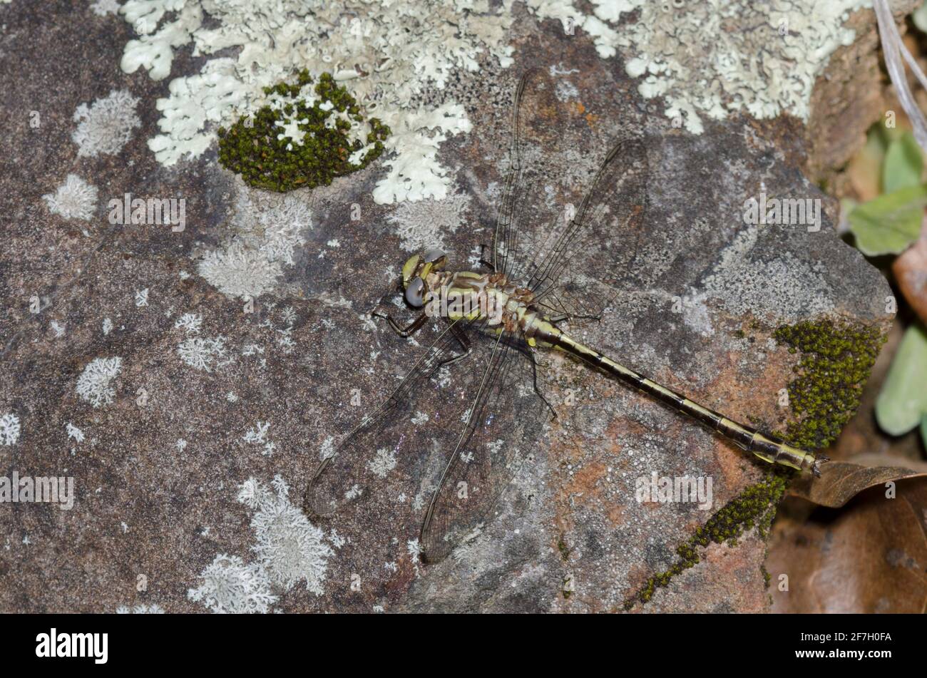 Oklahoma Clubtail, Phanogomphus oklahomensis, maschio Foto Stock
